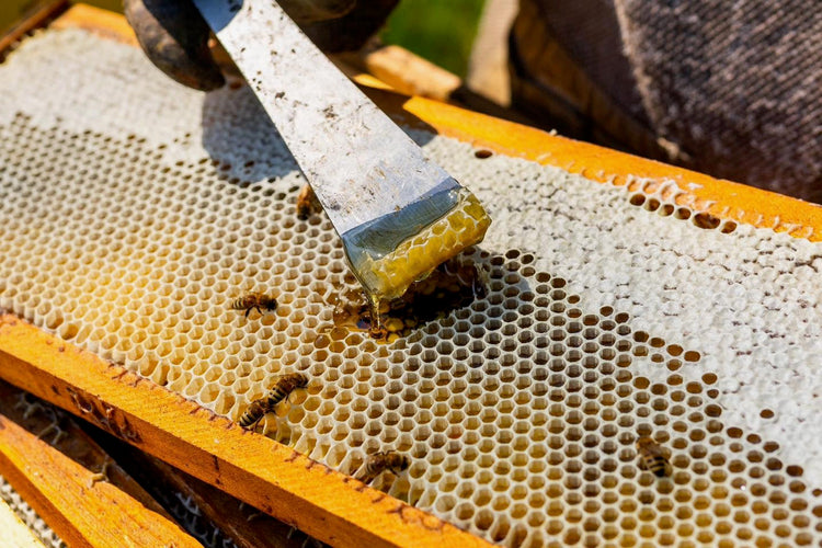 Honey